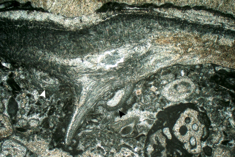 Brachiopod Valve with Sessile Foraminifera