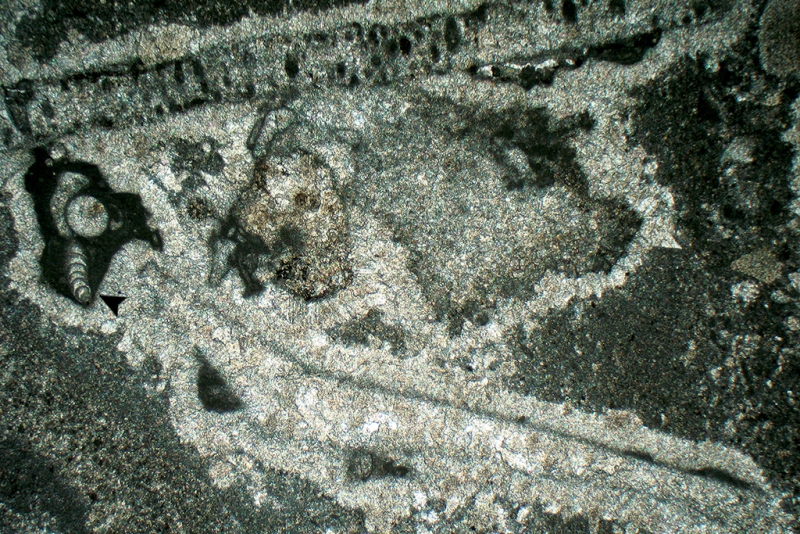 Sessile Foraminifera & Tubiphytes